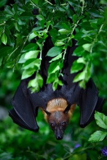 Flying Fox (Pteropus sp.)