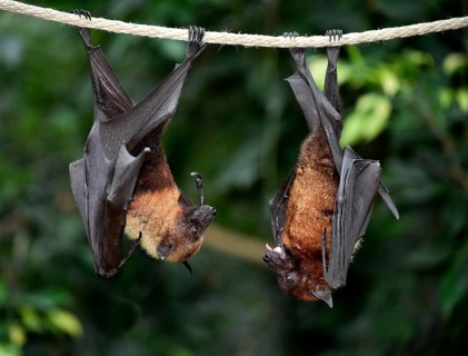 Flight Foxes (Pteropus sp.)