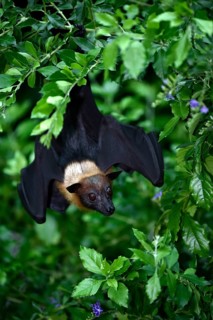Flying Fox (Pteropus sp.)
