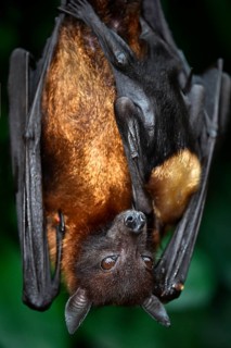 Flying Fox (Pteropus sp.)