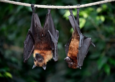 Flight Foxes (Pteropus sp.)