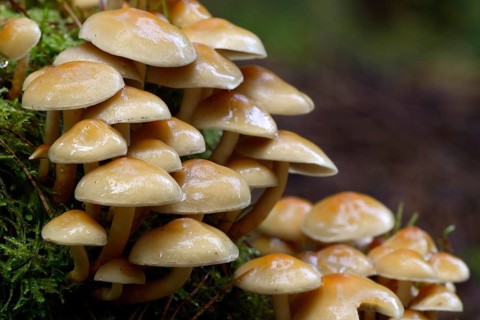 Conifer Tuft (Hypholoma capnoides)
