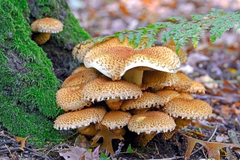 Shaggy scalycap (Pholiota squarrosa)