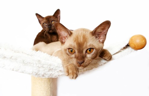 Two Burmese cats