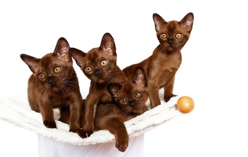 Four Burmese cats