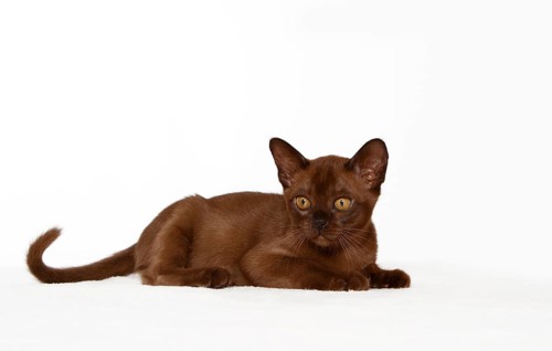Young Burmese cat