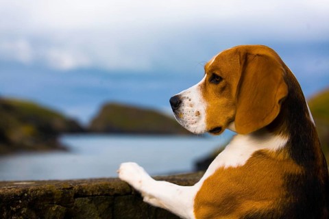 Tricolour Beagle