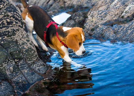 Tricolour Beagle