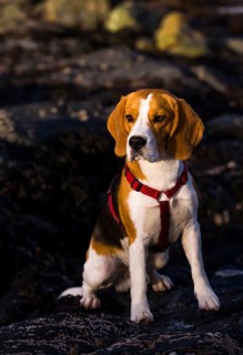 Tricolour Beagle