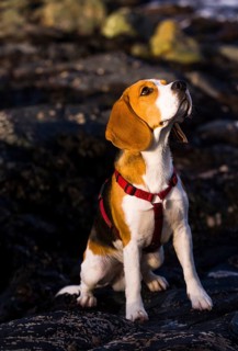 Tricolour Beagle
