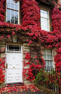 House overgrown with red foliage in Bath