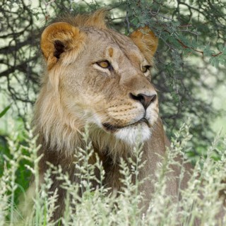 Black-maned lion (Panthera leo vernayi)