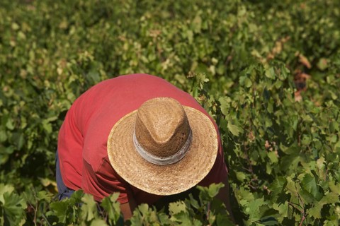 Worker harvesting Pedro Ximenez wine grapes