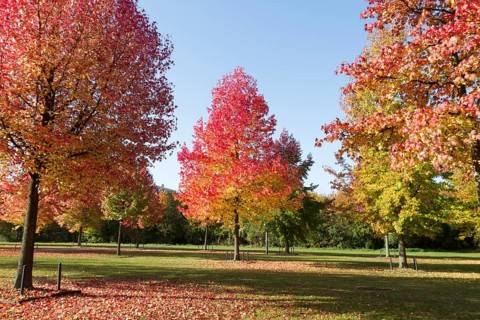 American Sweetgums