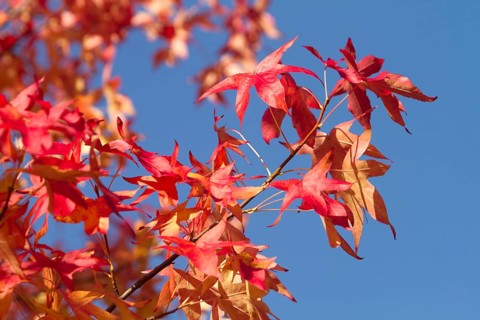 American Sweetgum