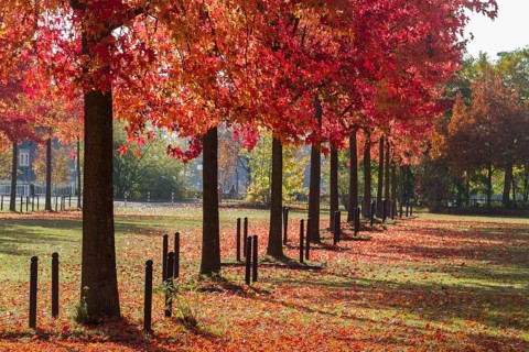 American Sweetgums
