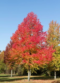 American Sweetgum