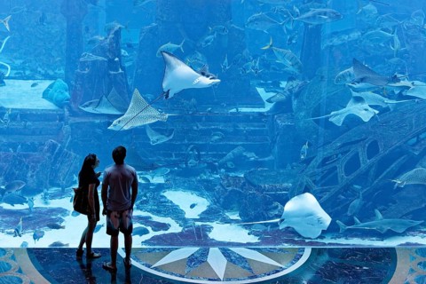 Couple observing stingrays in a gigantic aquarium