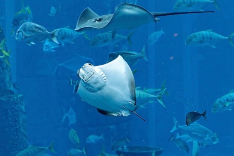 Stingrays in a gigantic aquarium
