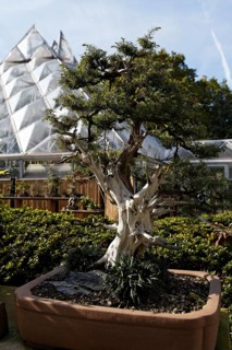 Bonsai