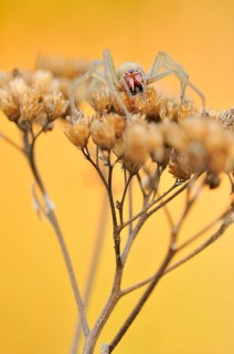 Yellow Sac Spider (Cheiracanthium punctorium)