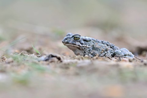 Green Toad (Bufo viridis complex)