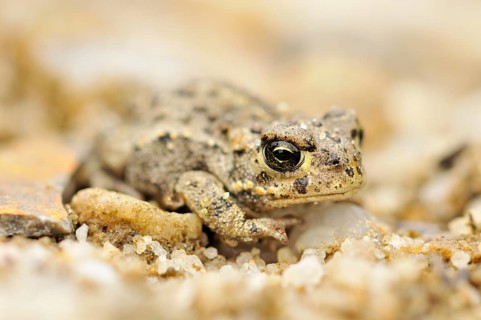 Juvenile Natterjack Toad (Bufo calamita) in a former open-cast mine near Finsterwalde
