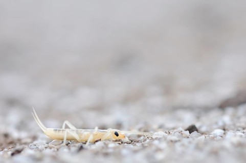 Tawny Earwig or Giant Earwig (Labidura riparia)