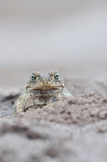 Natterjack Toad (Bufo calamita) in a former open-cast mine near Finsterwalde