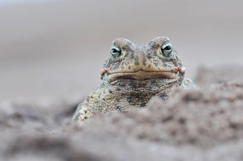 Natterjack Toad (Bufo calamita) in a former open-cast mine near Finsterwalde