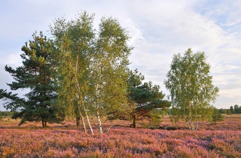 Heath area on a former military training area