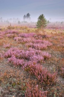 Morning fog on the heath area on a former military training area