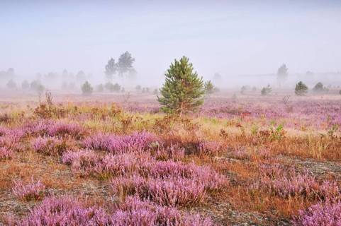 Morning fog on the heath area on a former military training area
