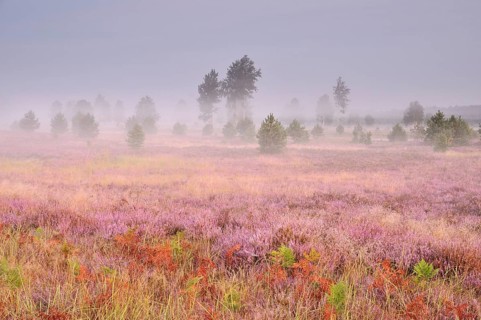 Morning fog on the heath area on a former military training area