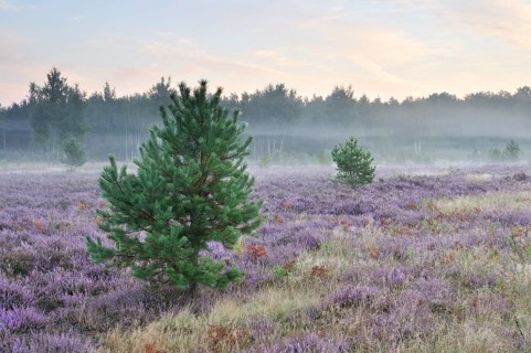 Morning fog on the heath area on a former military training area