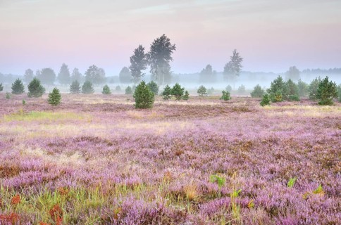 Morning fog on the heath area on a former military training area