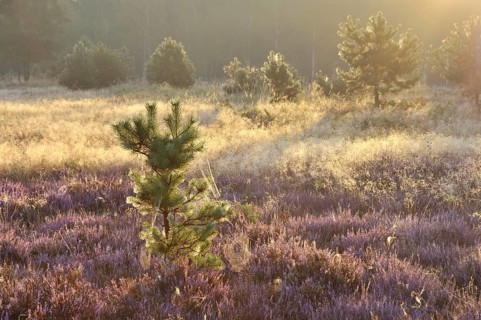 Heath area on a former military training area