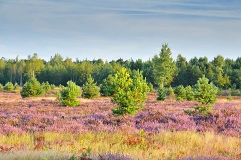 Heath area on a former military training area