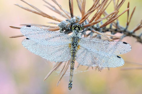 Black Darter (Sympetrum danae) dragonfly