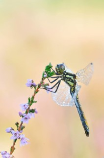 Black Darter (Sympetrum danae) dragonfly