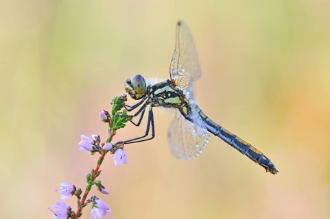 Black Darter (Sympetrum danae) dragonfly