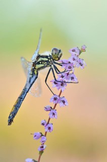 Black Darter (Sympetrum danae) dragonfly