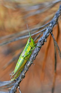 Small Gold Grasshopper (Euthystira brachyptera)