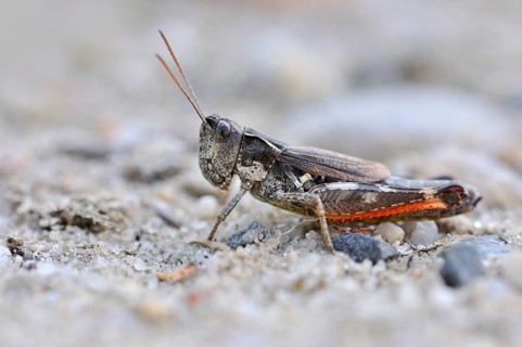Gravel Bank Grasshopper (Chorthippus pullus)