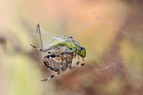 Small Gold Grasshopper (Euthystira brachyptera) being wrapped by a spider in a web