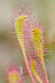 Sundew (Drosera)