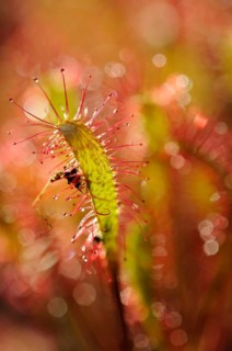 Sundew (Drosera)