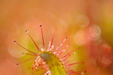 Sundew (Drosera)
