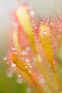 Sundew (Drosera)
