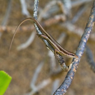 Seychelles Skink (Trachylepis seychellensis)